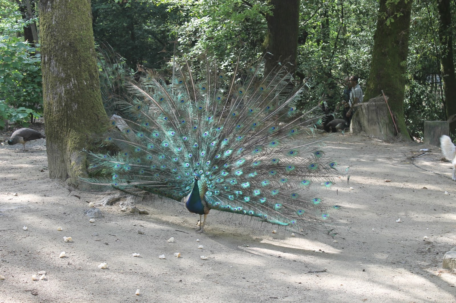 gira aos quarenta comendo a sobrinha gira aos quarenta comendo a sobrinha